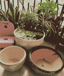 陶瓷鱼缸打孔改养花