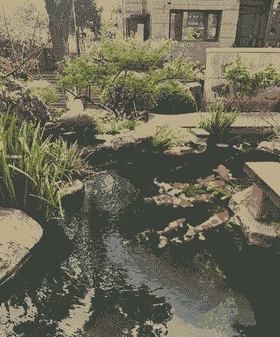 锦鲤池上可以养花吗