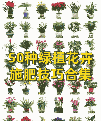 夏季养花施肥推荐品种 夏季养花施肥推荐品种