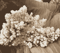 钟乳石能不能养花