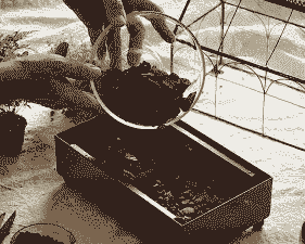 黑色煤渣养花怎么处理