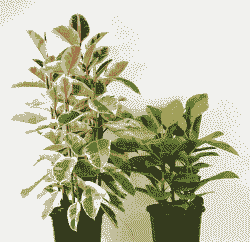 什么树叶子养花好