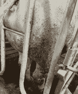 产后母猪腹部红斑