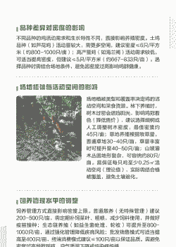 散养土鸡养殖密度