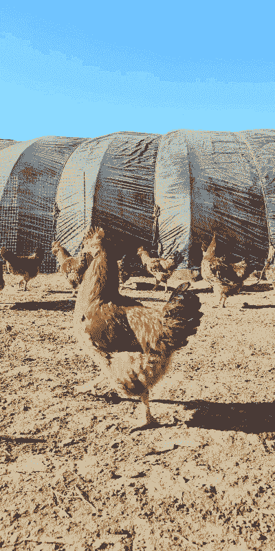 养殖土鸡可以养几年的