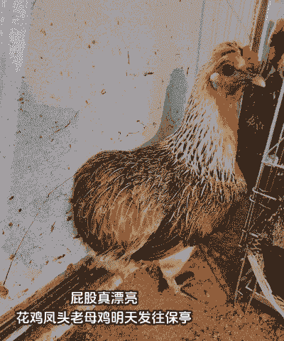 在海南能不能养殖土鸡苗