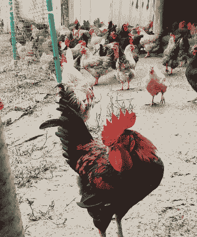 土鸡一般什么时候养殖的