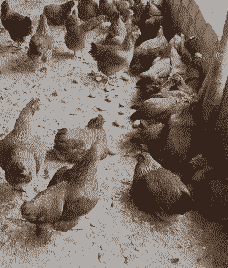 土鸡养殖一年产蛋量多少