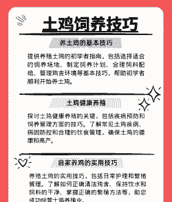 土鸡的养殖办法