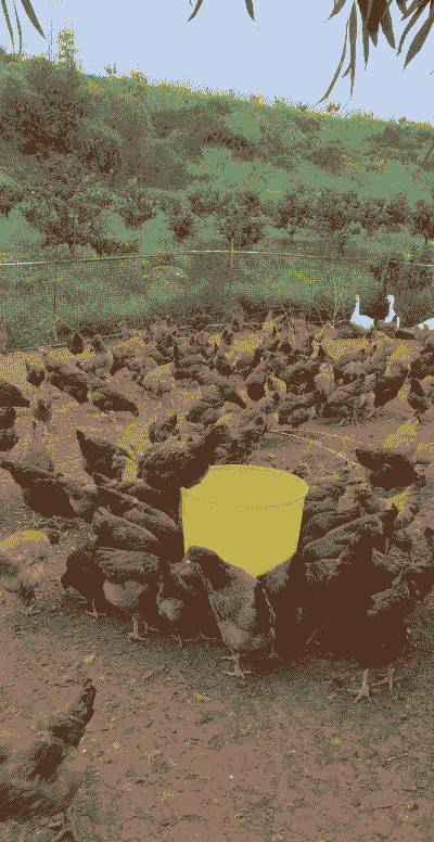 土鸡怎么养殖出栏