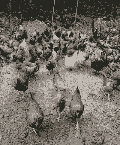 养殖土鸡要多久