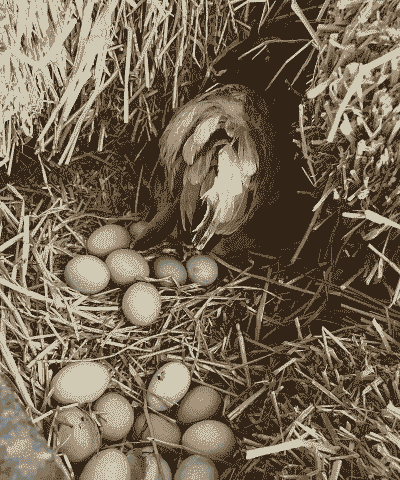 养殖土鸡下蛋方法