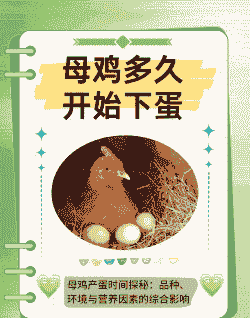 养殖土鸡多久下蛋