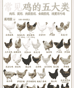 土鸡养殖企业排名