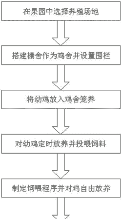 养殖土鸡整流程