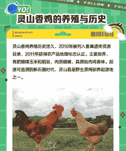 养殖土鸡的优势