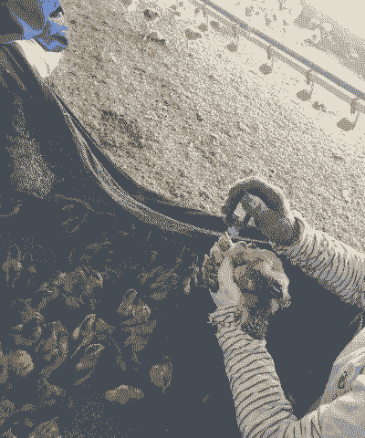 土鸡养殖做疫苗