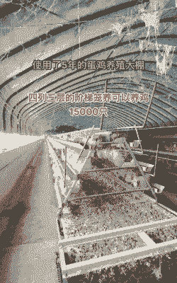 土鸡养殖大棚成本