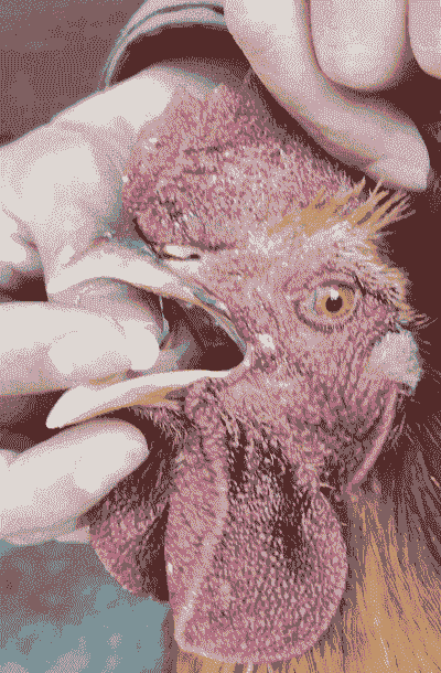 养殖土鸡防病害