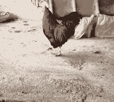 循环土鸡养殖方法