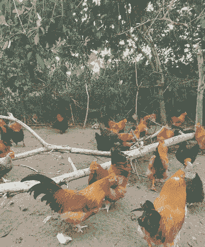 养殖土鸡如何起步