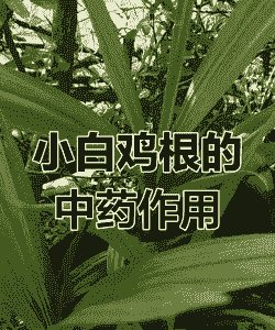 土鸡养殖中草药
