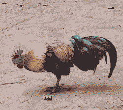 矮脚土鸡养殖方法