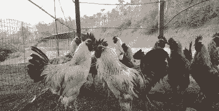 青花土鸡如何养殖