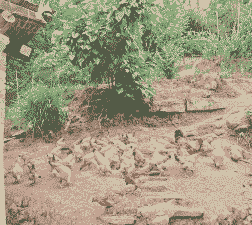 农村土鸡养殖现状