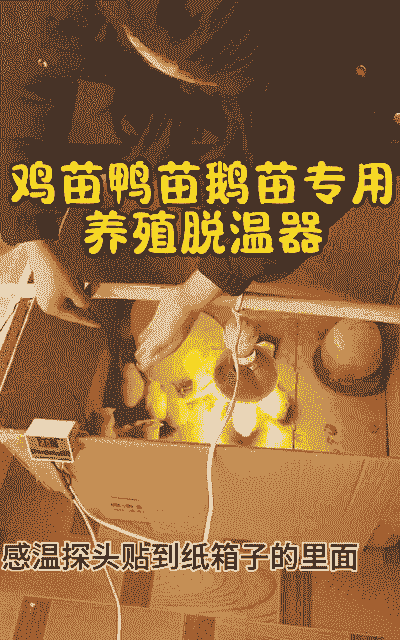 养殖土鸡如何保温