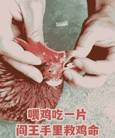 养殖土鸡的办法