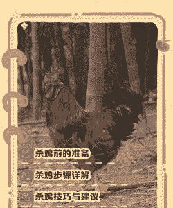 土鸡养殖如何杀