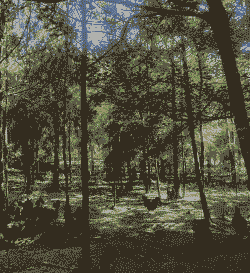 养殖土鸡投资前景