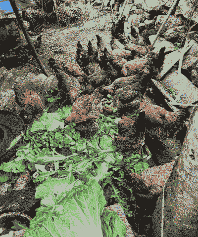 家养土鸡养殖方法