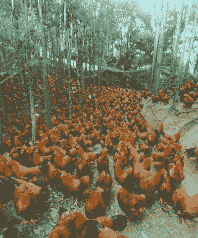 土鸡养殖多少天