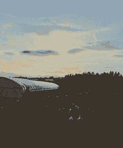 土鸡养殖的效益