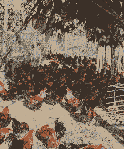 土鸡养殖几天最好