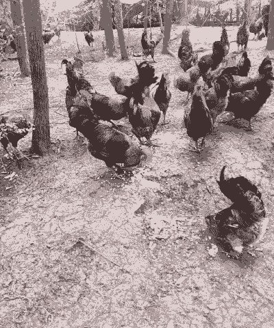 养殖土鸡怎样赚钱