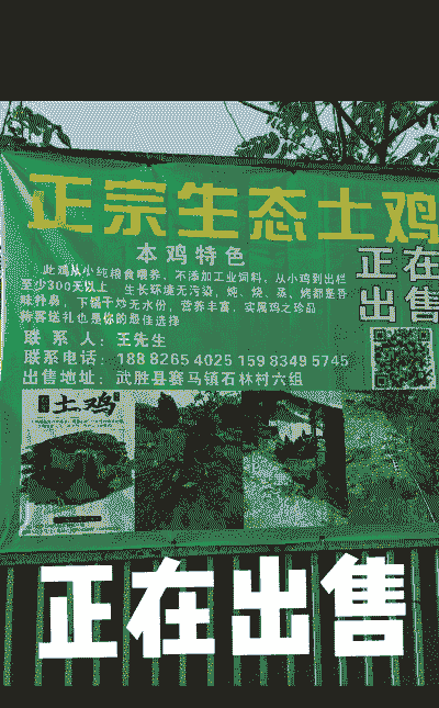 养殖土鸡怎么卖