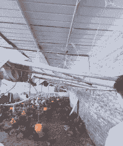 养殖土鸡最好温度