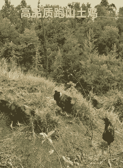 如何发展土鸡养殖