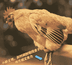 土鸡养殖怎么选址