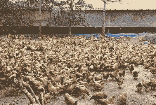 农村土鸡循环养殖方法