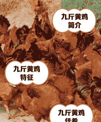 土鸡养殖重量是多少