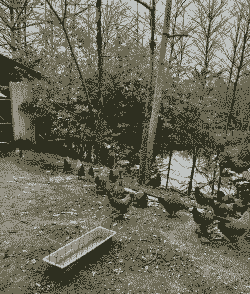 清远哪里有土鸡养殖