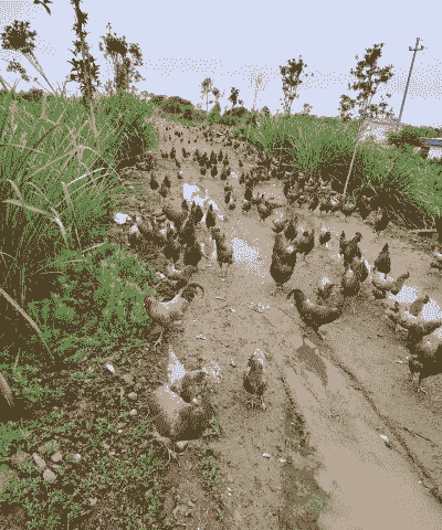 农村果园土鸡养殖方法