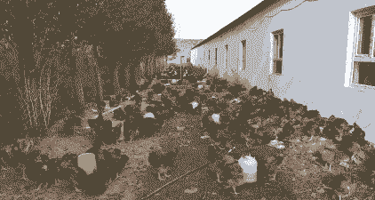 最大的土鸡养殖基地