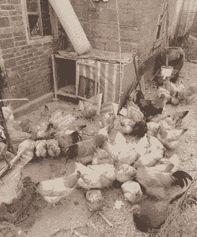 土鸡养殖真的挣钱吗