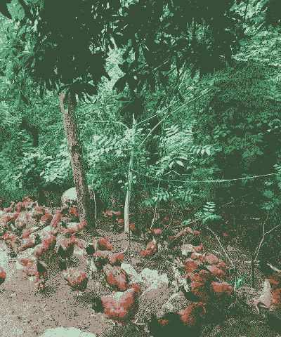 养殖土鸡赚不赚钱