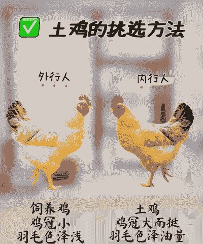 如何养殖优质的土鸡
